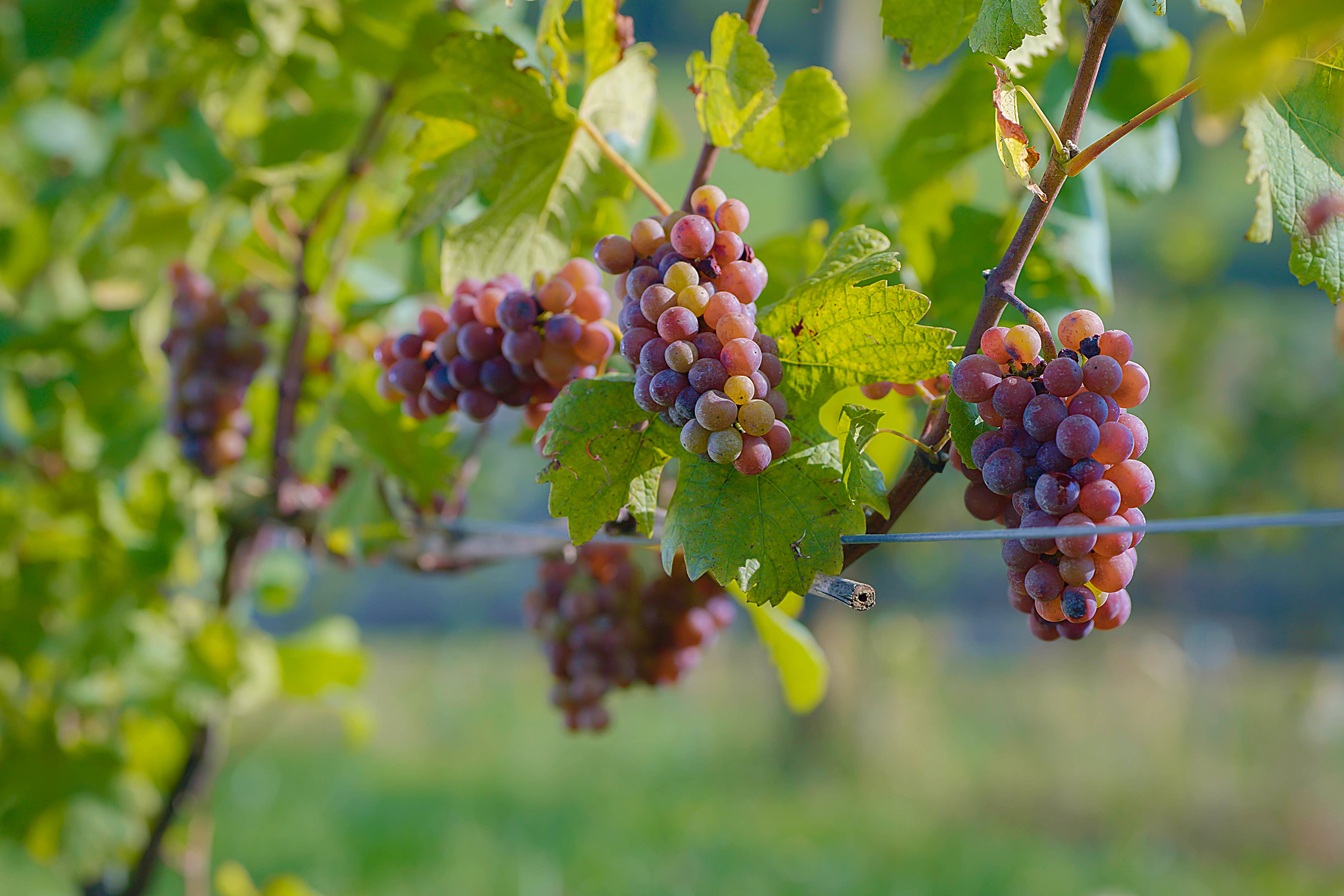 Grapes on the vine