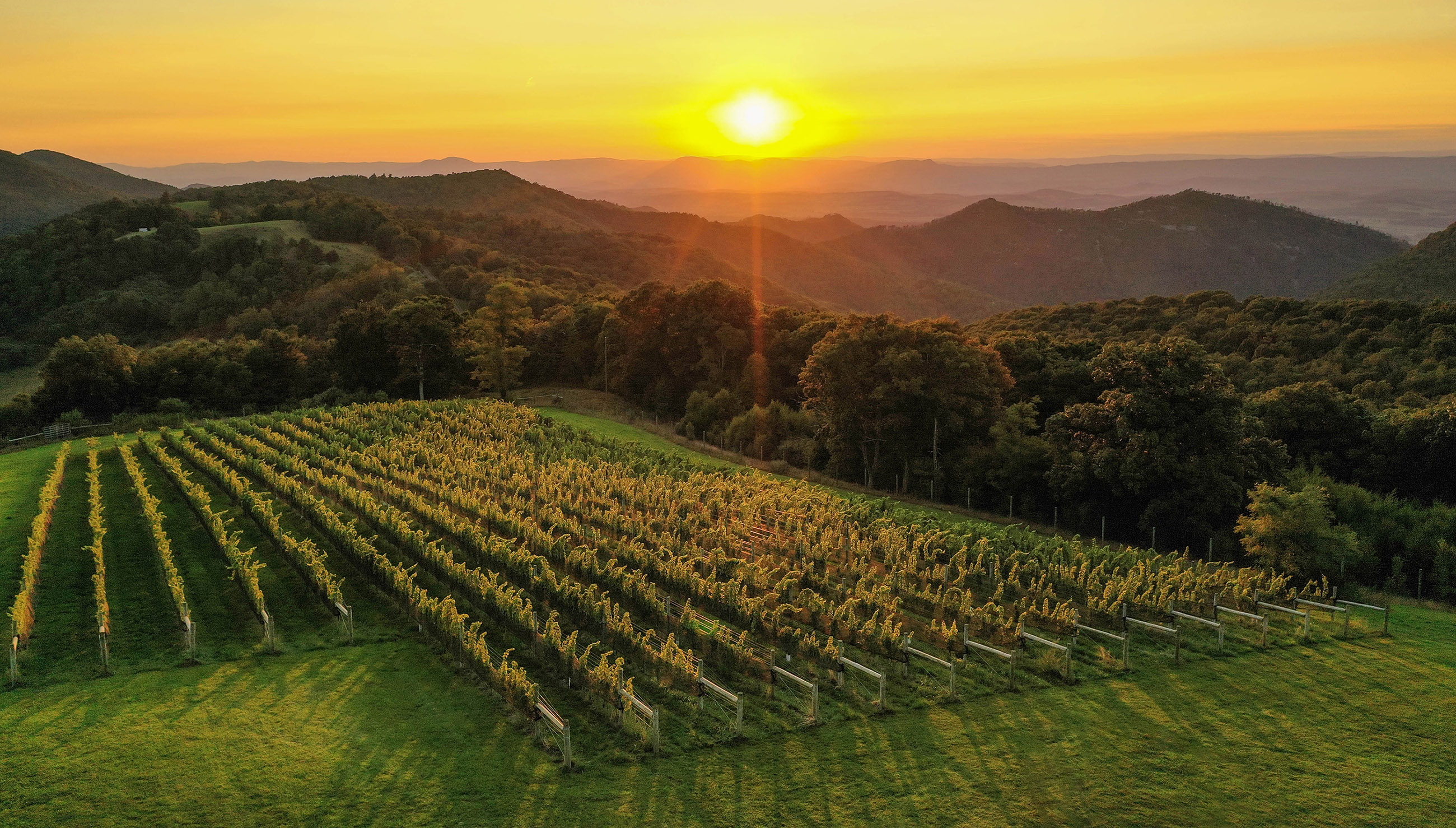 Vineyard at sunset